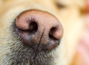 Understanding a Dry Dog Nose: Causes, Concerns, and Care