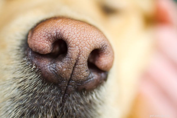 犬の乾燥した鼻を理解する：原因、懸念、ケア 