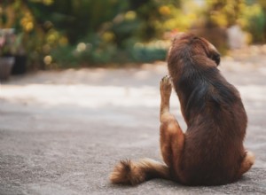 6 Most Common Dog Skin Issues and Proven Treatments