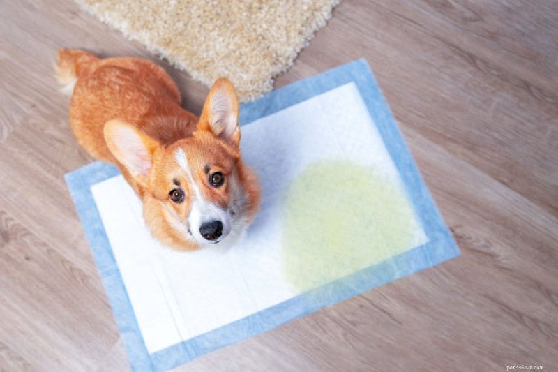 家で訓練された犬が室内で排尿するのはなぜですか?主な原因と解決策 