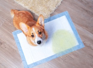 Why Does a House‑Trained Dog Urinate Inside? Key Causes & Solutions