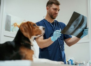 Understanding Canine Arthritis: Symptoms, Causes, and How to Help Your Dog