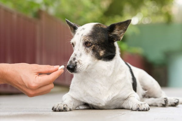 犬の関節炎を理解する：症状、原因、犬を助ける方法 