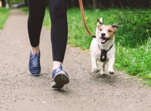 Essential Dog Exercise Guide for Pet Owners