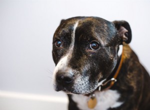 Whale Eye in Dogs: What It Means, Causes, and How to Help