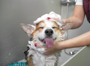 Essential Guide: How to Use a Public Dog Wash Safely and Enjoyably