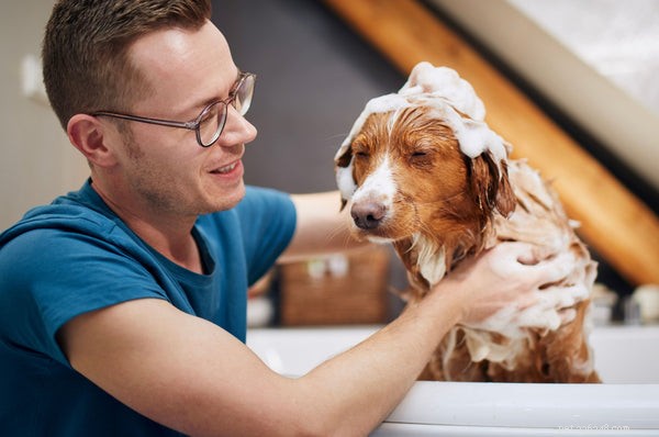 Viktig guide:Hur man använder en allmän hundtvätt på ett säkert och njutbart sätt 