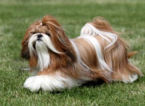 Dog Hair vs. Fur: What s the Difference & Care Tips