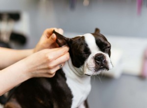 The Complete Guide to Safely Cleaning Your Dog’s Ears at Home