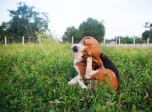 Trusted Vet-Approved Remedies for Soothing Itchy Dog Skin