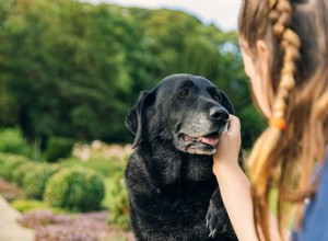 When Does a Dog Become Senior? Expert Guide to Aging