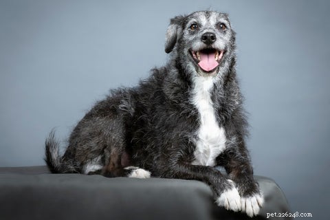 Quand un chien devient-il senior ? Guide expert sur le vieillissement 