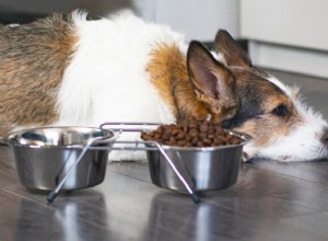 11 Red Flags That Your Dog’s Food Is Sabotaging Their Health