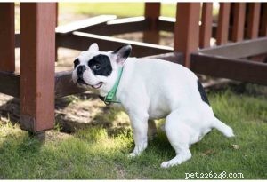 11 signaux d’alarme indiquant que la nourriture de votre chien sabote sa santé 