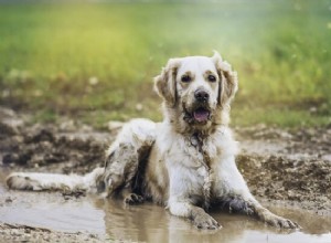 10 Proven Mud‑Free Yard Solutions for Dogs – Keep Your Lawn Clean and Paws Dry