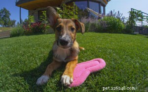 実証済みの犬用の泥のない庭ソリューション 10 選 – 芝生を清潔に保ち、足を乾いた状態に保ちます 