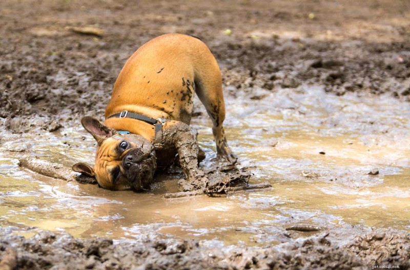 実証済みの犬用の泥のない庭ソリューション 10 選 – 芝生を清潔に保ち、足を乾いた状態に保ちます 