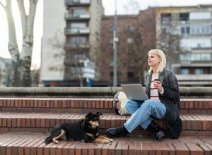 Thriving as a Digital Nomad with Your Dog: A Practical Guide