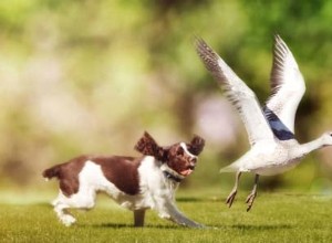 Stop Your Dog from Chasing Wildlife – Proven Training Techniques