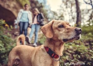 개가 야생동물을 쫓는 것을 막으세요 – 입증된 훈련 기술 