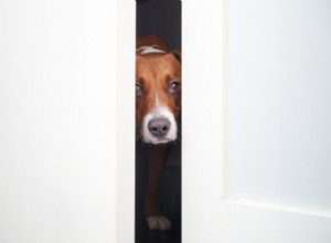 Boost Your Dog’s Confidence: A Proven Weekly Training Guide for Owners