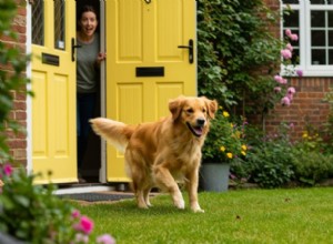 Dog Bolting Explained: Why Your Dog Suddenly Runs Away and How to Stop It