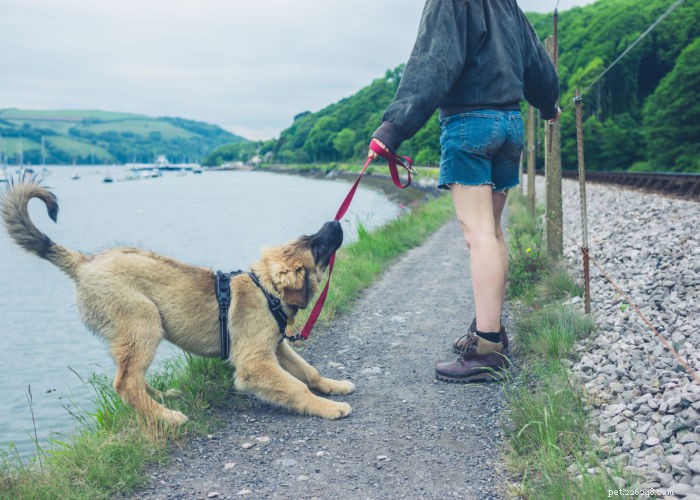 Dog Bolting vysvětlil:Proč váš pes náhle uteče a jak to zastavit 