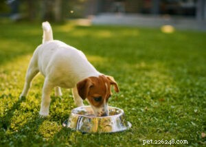 Spring Detox for Dogs: Expert Guide on Foods & How to Start