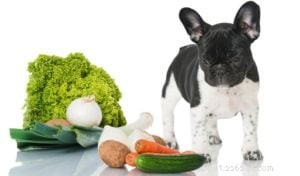 犬のための春のデトックス：食べ物とその始め方に関する専門家ガイド 