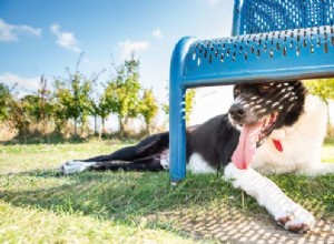Top 17 Heat‑Tolerant Dog Breeds for Warm Climates