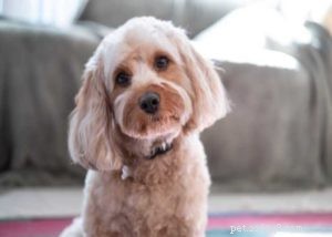 Topp 10 Cavalier King Charles Spaniel-blandningar för din familj 