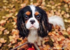 Topp 10 Cavalier King Charles Spaniel-blandningar för din familj 