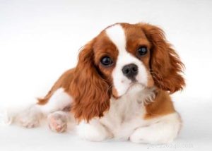 Topp 10 Cavalier King Charles Spaniel-blandningar för din familj 