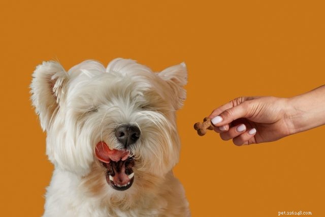 Voedselallergieën bij honden begrijpen:oorzaken, symptomen en effectieve oplossingen 