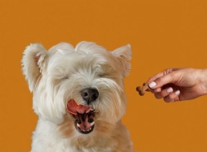 Understanding Food Allergies in Dogs: Causes, Symptoms, and Effective Solutions