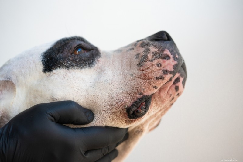 Voedselallergieën bij honden begrijpen:oorzaken, symptomen en effectieve oplossingen 