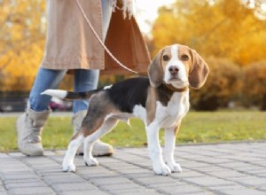 10 Proven Ways to Safeguard Your Dog’s Paws from Hot Pavement