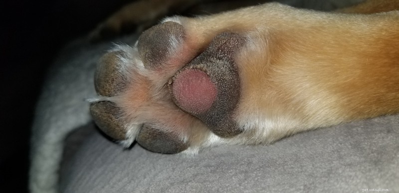 10 Beproefde manieren om de poten van uw hond te beschermen tegen hete bestrating 