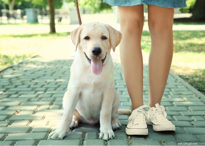 10 Beproefde manieren om de poten van uw hond te beschermen tegen hete bestrating 