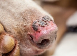 Preventing and Treating Sunburn in Dogs: Signs, Care, and Summer Protection