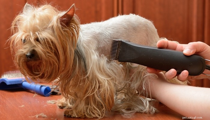 Ska du raka din hund till sommaren? Experttips om kylning, risker och bättre alternativ 