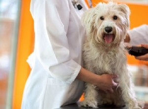 Should You Shave Your Dog for Summer? Expert Tips on Cooling, Risks, and Better Alternatives