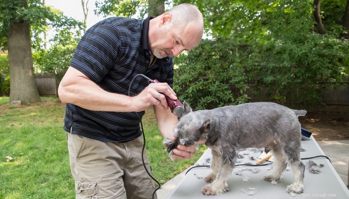 Ska du raka din hund till sommaren? Experttips om kylning, risker och bättre alternativ 