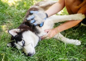 Ska du raka din hund till sommaren? Experttips om kylning, risker och bättre alternativ 