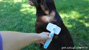 Ska du raka din hund till sommaren? Experttips om kylning, risker och bättre alternativ 