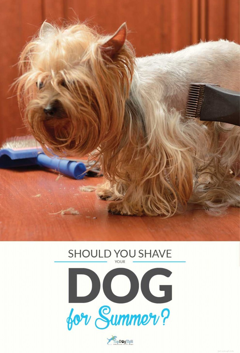 Ska du raka din hund till sommaren? Experttips om kylning, risker och bättre alternativ 