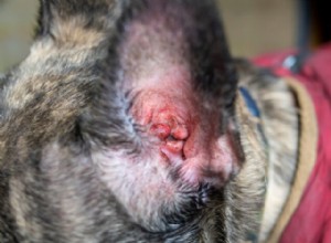 Spotting Ear Infections in Dogs: Early Signs & Quick Action