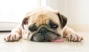 Prednisone nella cura del cancro canino:benefici, dosaggio e consigli per la cura 
