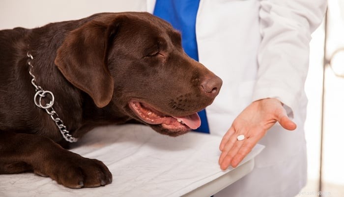 Prednisone nella cura del cancro canino:benefici, dosaggio e consigli per la cura 