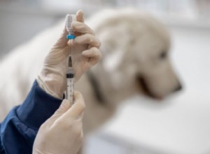 Can You Safely Vaccinate Your Dog at Home? Legal Tips & Best Practices